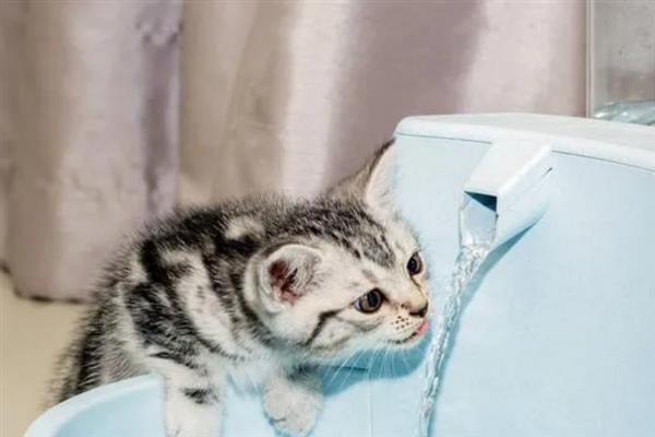 猫咪突然频繁喝水的原因，主要是发烧和各种疾病所致