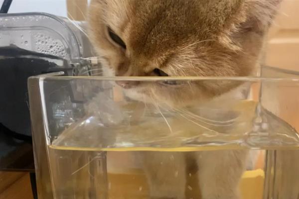 猫咪突然频繁喝水的原因，主要是发烧和各种疾病所致