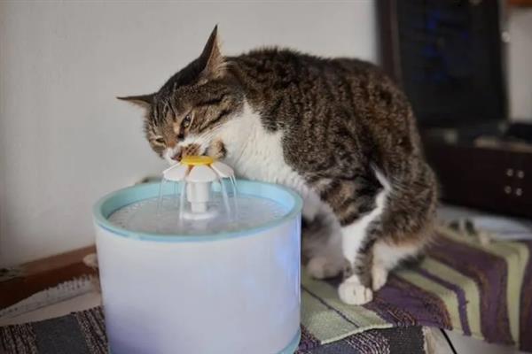 猫咪突然频繁喝水的原因，主要是发烧和各种疾病所致