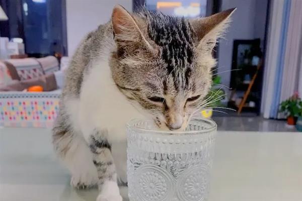 猫咪突然频繁喝水的原因，主要是发烧和各种疾病所致