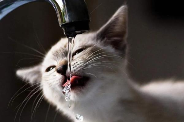 猫咪突然频繁喝水的原因，主要是发烧和各种疾病所致