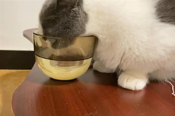 猫咪突然频繁喝水的原因，主要是发烧和各种疾病所致