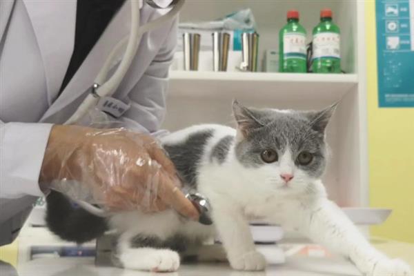 猫咪突然频繁喝水的原因，主要是发烧和各种疾病所致