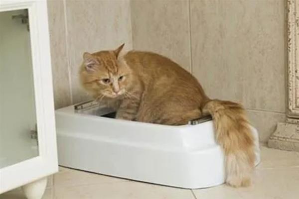 猫咪突然频繁喝水的原因，主要是发烧和各种疾病所致