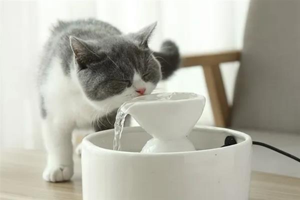 猫咪突然频繁喝水的原因，主要是发烧和各种疾病所致