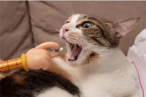 猫咪突然频繁喝水的原因，主要是发烧和各种疾病所致