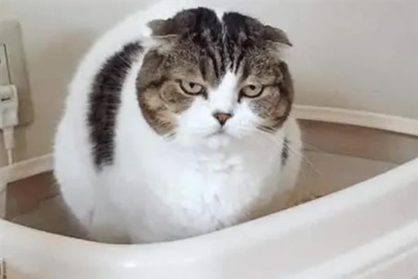 猫咪突然频繁喝水的原因，主要是发烧和各种疾病所致