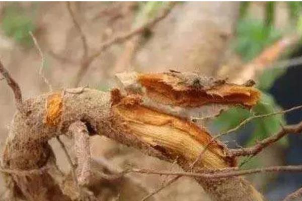 五味子的常见病害，以根腐病、叶枯病、白粉病为主