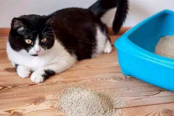猫咪突然频繁喝水的原因，主要是发烧和各种疾病所致