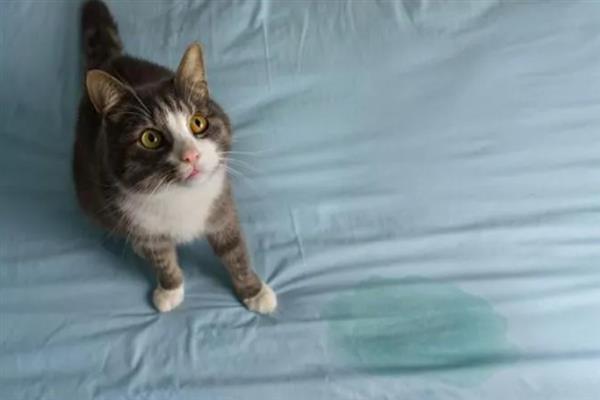 猫咪突然频繁喝水的原因，主要是发烧和各种疾病所致