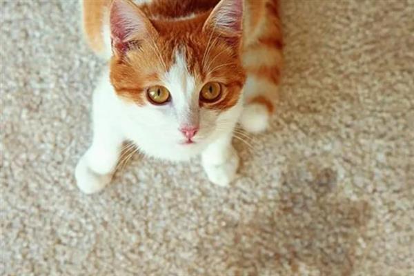 猫咪突然频繁喝水的原因，主要是发烧和各种疾病所致