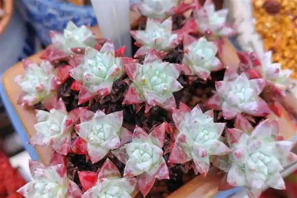 白菊多肉的浇水方法，生长旺期每隔3-4天浇一次