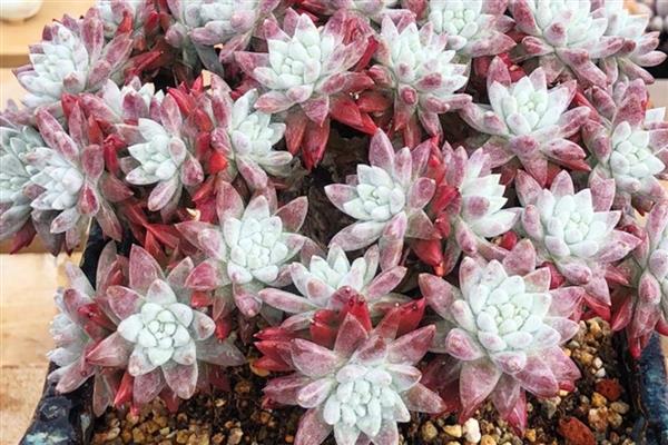 白菊多肉的浇水方法，生长旺期每隔3-4天浇一次