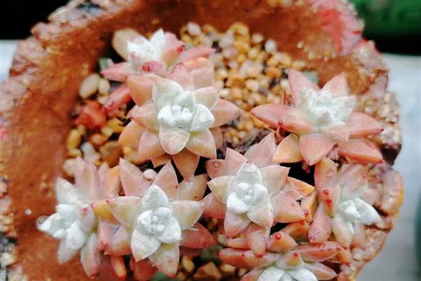 白菊多肉的浇水方法，生长旺期每隔3-4天浇一次