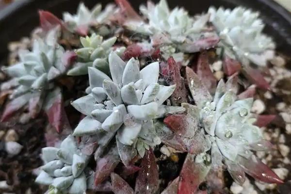 白菊多肉的浇水方法，生长旺期每隔3-4天浇一次