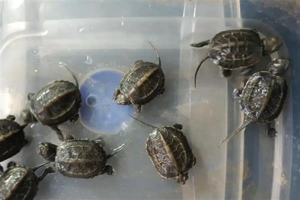 乌龟能活多久，不同种类的龟的寿命不同