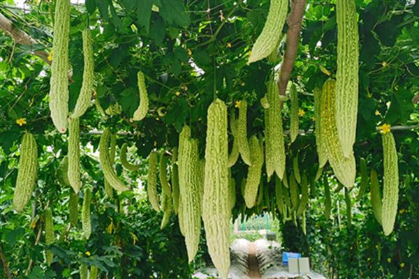 什么蔬菜完全不需要阳光，常见韭菜、蘑菇、豆芽等品种