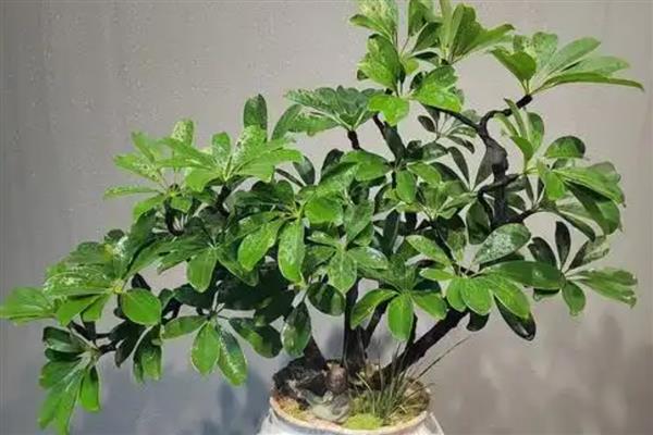 鸭脚木枝干发黑枯萎如何解决，清除发黑枯萎的部分再养到光照适宜处