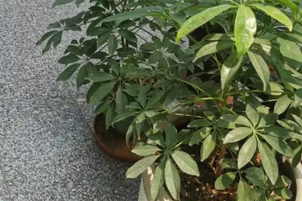 鸭脚木枝干发黑枯萎如何解决，清除发黑枯萎的部分再养到光照适宜处