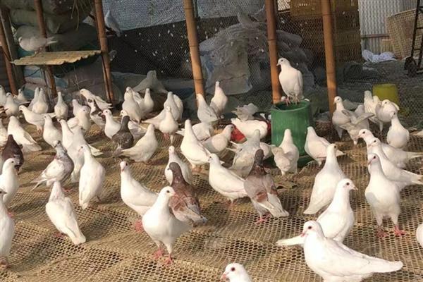 鸽子无精怎么治疗，视情况对种鸽采取减肥、补充维生素等措施
