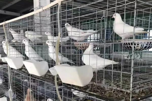 鸽子无精怎么治疗，视情况对种鸽采取减肥、补充维生素等措施