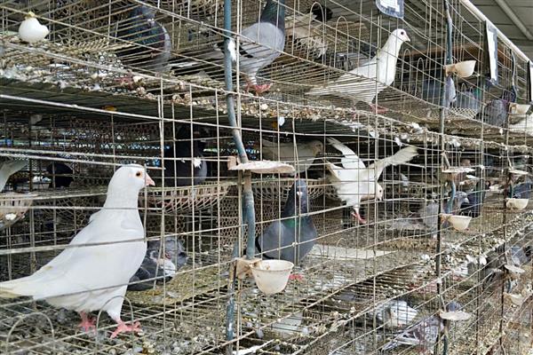 鸽子无精怎么治疗，视情况对种鸽采取减肥、补充维生素等措施