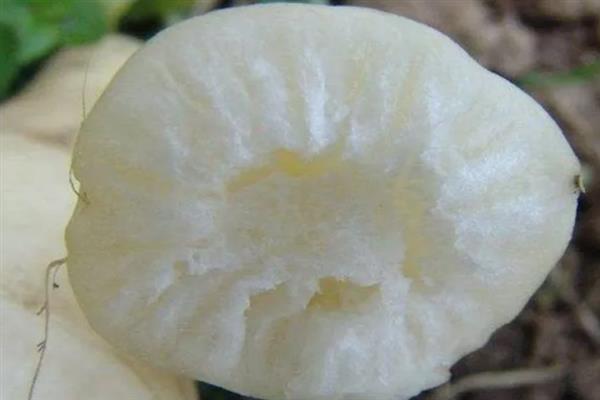 萝卜为什么会裂根，供水不当、环境不适等因素均会导致