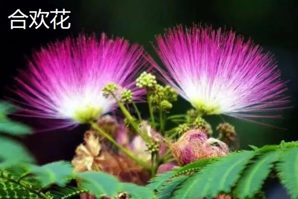 合欢花与芙蓉花有什么区别，前者属于豆科、后者属于锦葵科