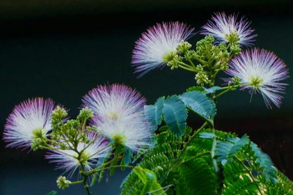 合欢花与芙蓉花有什么区别，前者属于豆科、后者属于锦葵科