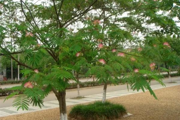 合欢花与芙蓉花有什么区别，前者属于豆科、后者属于锦葵科