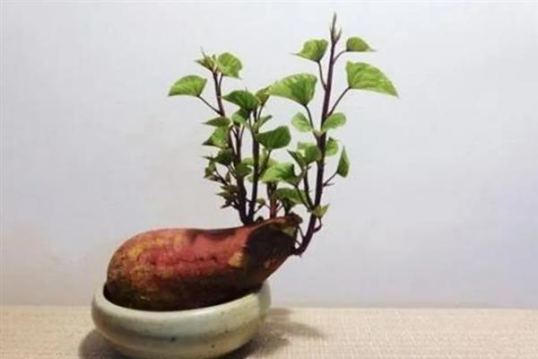 红薯盆景能活多久，能活1-2年左右