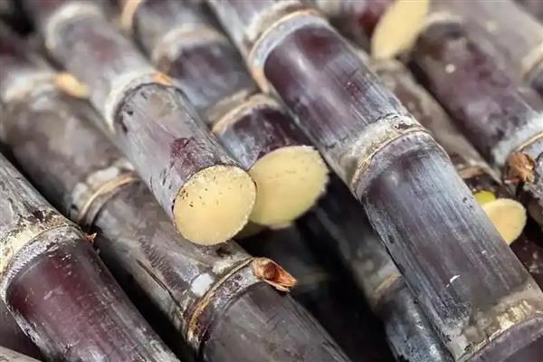 冬季的水果有哪些，常见的有苹果、橙子等