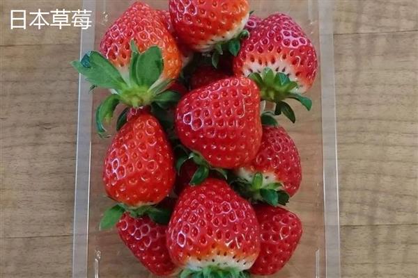 冬季的水果有哪些，常见的有苹果、橙子等