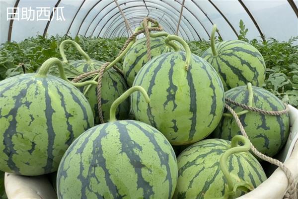 冬季的水果有哪些，常见的有苹果、橙子等