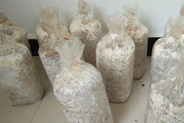 蘑菇怎么种植，将环境温度保持在65-70%