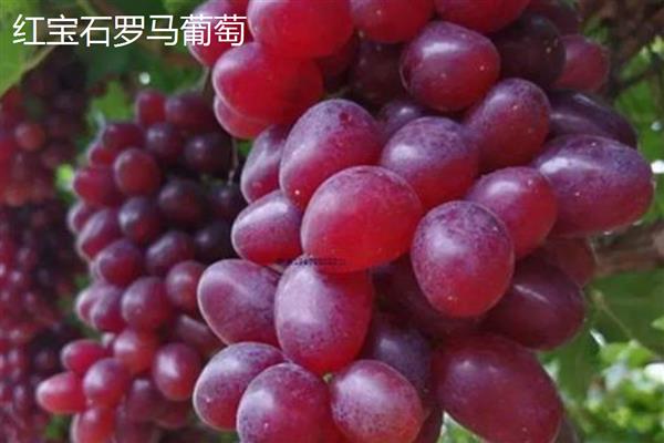冬季的水果有哪些，常见的有苹果、橙子等