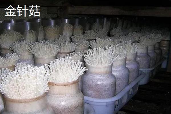 蘑菇怎么种植，将环境温度保持在65-70%