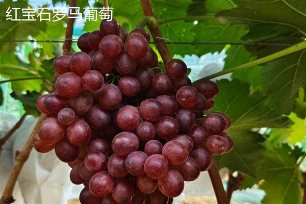 冬季的水果有哪些，常见的有苹果、橙子等