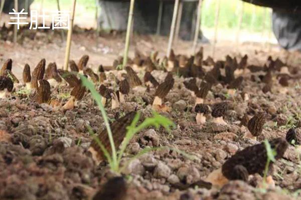 蘑菇怎么种植，将环境温度保持在65-70%