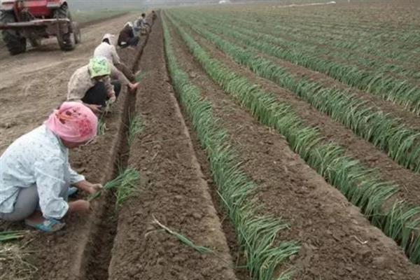 分葱的种植方法，栽种完成后每隔2-3天就浇一次水