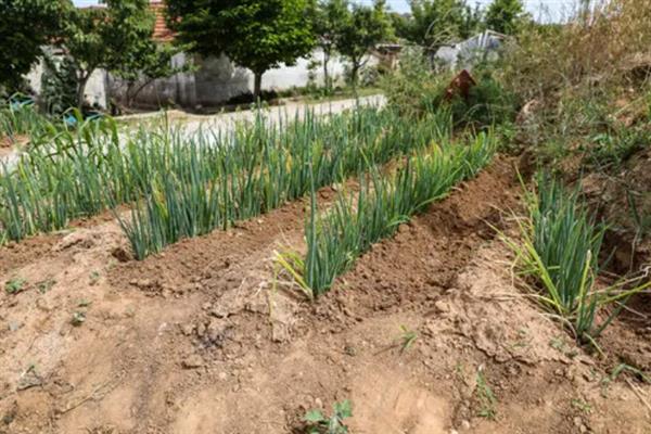 分葱的种植方法，栽种完成后每隔2-3天就浇一次水