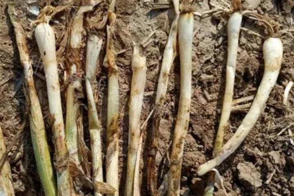 分葱的种植方法，栽种完成后每隔2-3天就浇一次水
