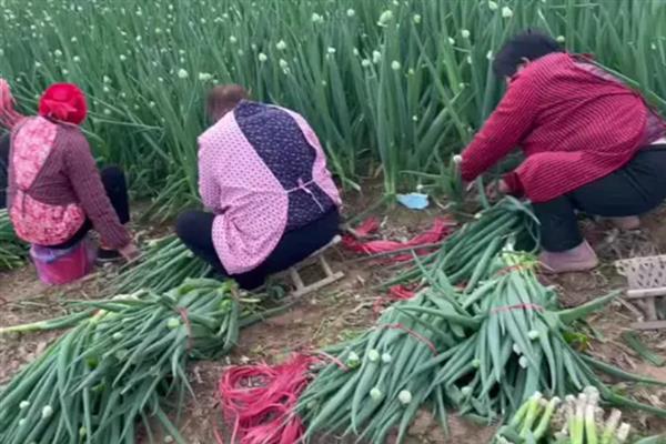 分葱的种植方法，栽种完成后每隔2-3天就浇一次水