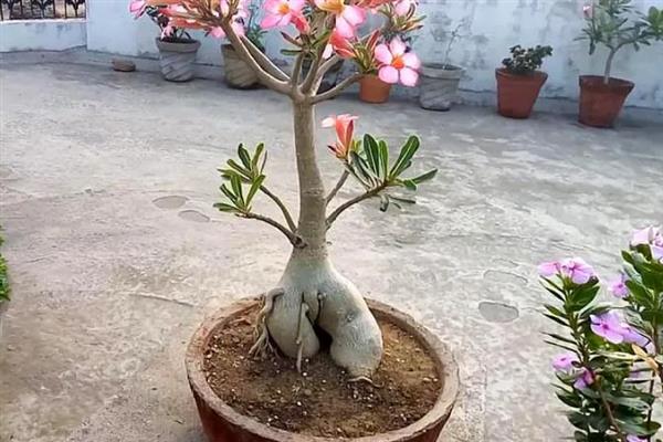 沙漠玫瑰怎么提根，常用以下3种方式