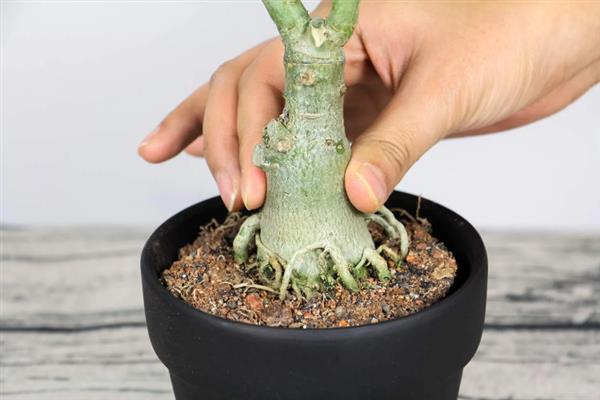 沙漠玫瑰怎么提根，常用以下3种方式