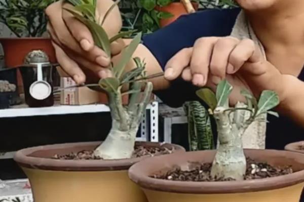 沙漠玫瑰怎么提根，常用以下3种方式