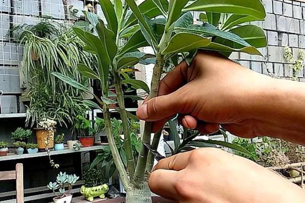 沙漠玫瑰怎么提根，常用以下3种方式