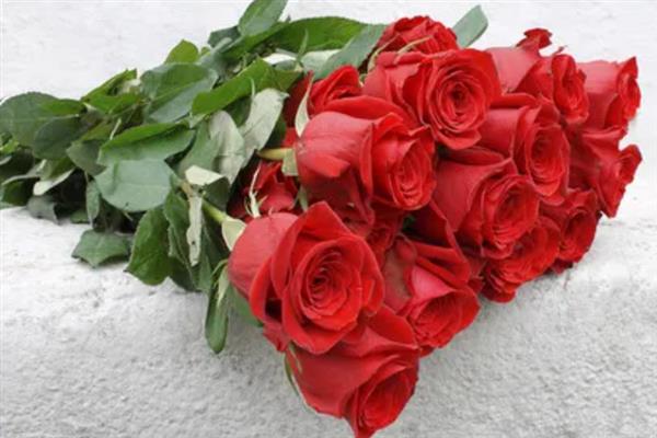 红玫瑰的象征意义，象征爱情