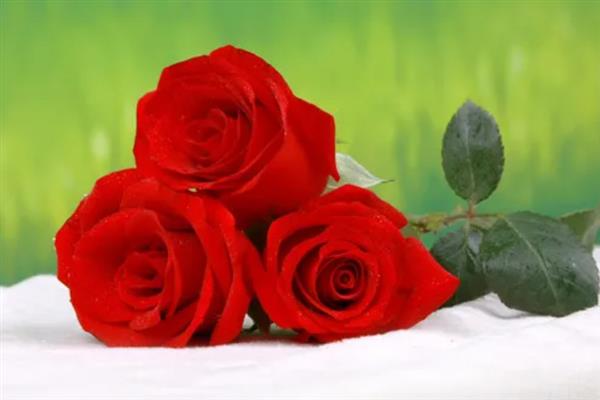 红玫瑰的象征意义，象征爱情