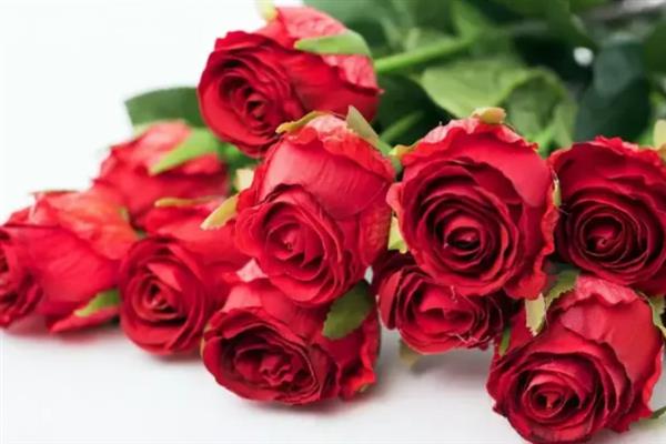红玫瑰的象征意义，象征爱情